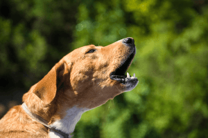 Como lidar com latido de cachorro no condomínio